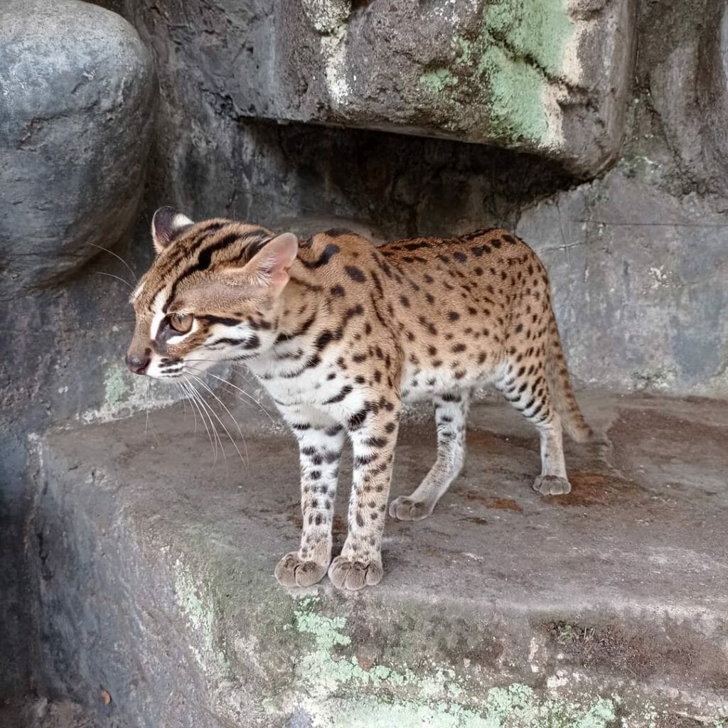 Kucing Hutan