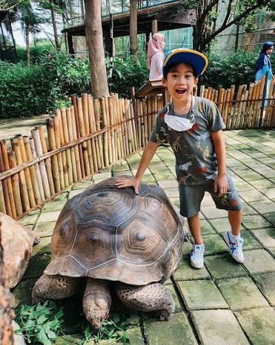Kura-kura Aldabra