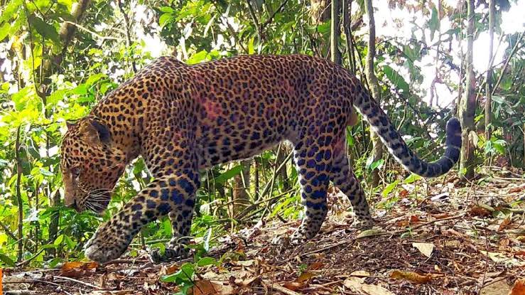 Macan Tutul Jawa